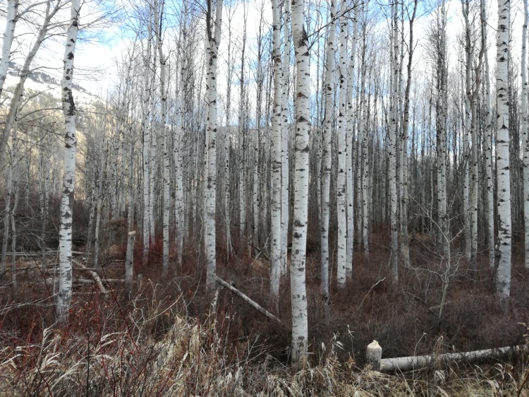 A stand of leafless aspen trees under a blue sky with white fluffy clouds and standing amongst dry grasses. One in the foreground having been felled by a beaver. 