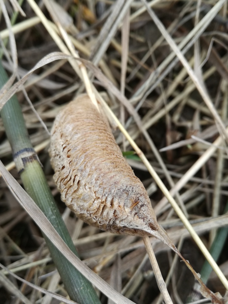 A chrysalis laying in brown grass