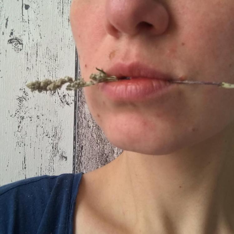 Wormwood triptych, right. Olga F. Koroleva, 2022-23 / A self-portrait, partial frontal view of a white-passing woman lightly holding a bunch of wormwood between her lips; somewhat out of focus.
