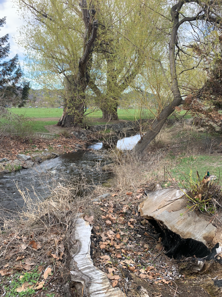 Mill Creek flows past the rock wall on an April day. Weeping willow is sprouting spring leaves.